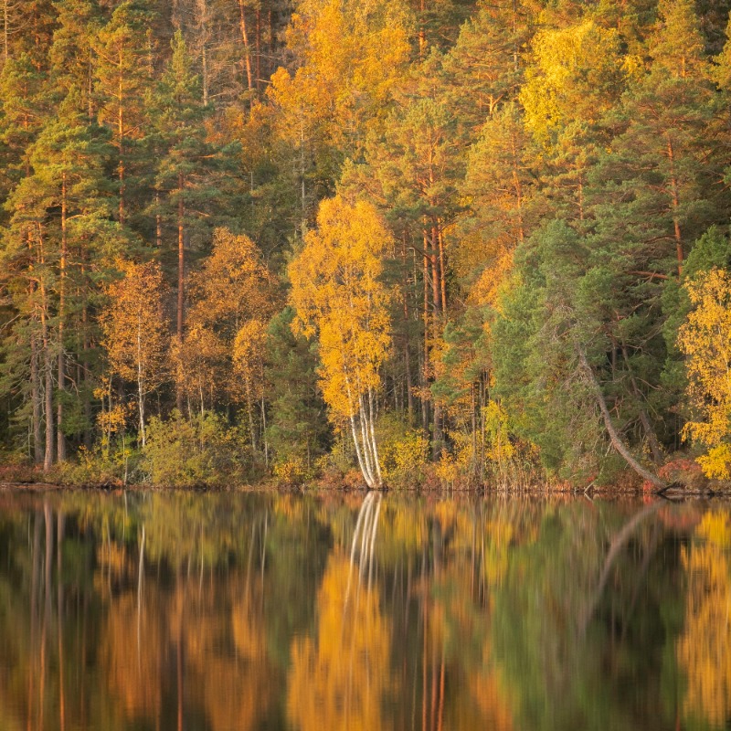 Fall Colors in Ruidoso